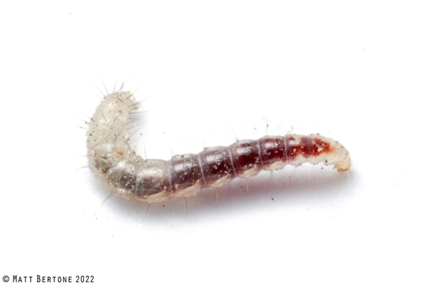 A flea larvae