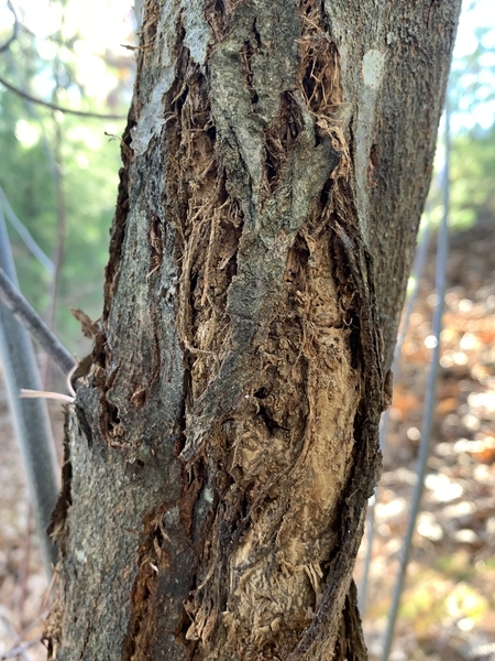 Close up of tree trunk with distorted bark, cause by disease canker
