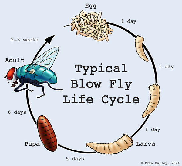 Life cycle illustration starts at egg, goes to larva, then pupa, then adult