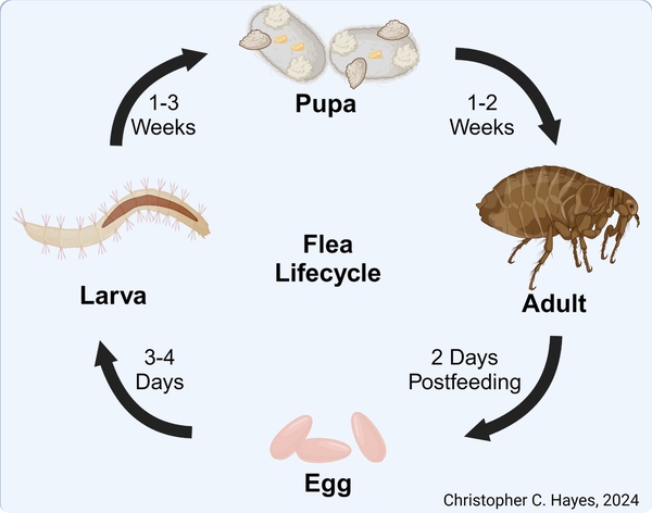 Thumbnail image for Biology and Control of Fleas