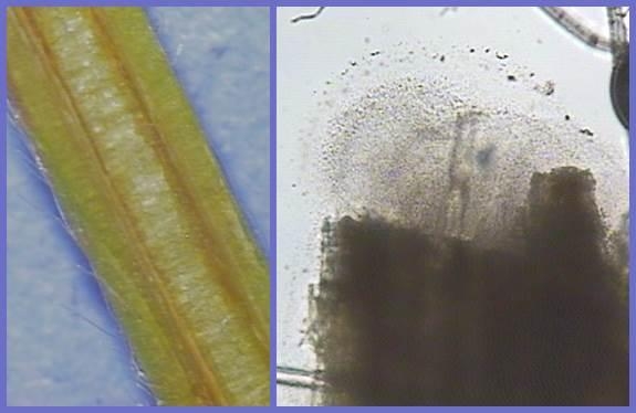 Un pecíolo del tallo cortado longitudinalmente que muestra tejido de xilema descolorido y el flujo bacteriano (apariencia turbia) de una lesión en el tejido de fresa visto con un m