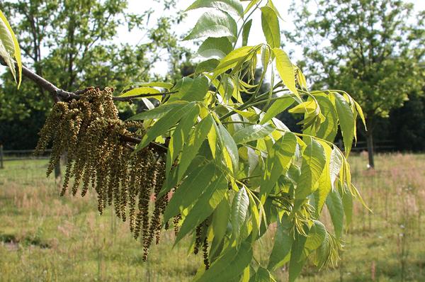 How To Start Pecan Trees - Mikeluck25