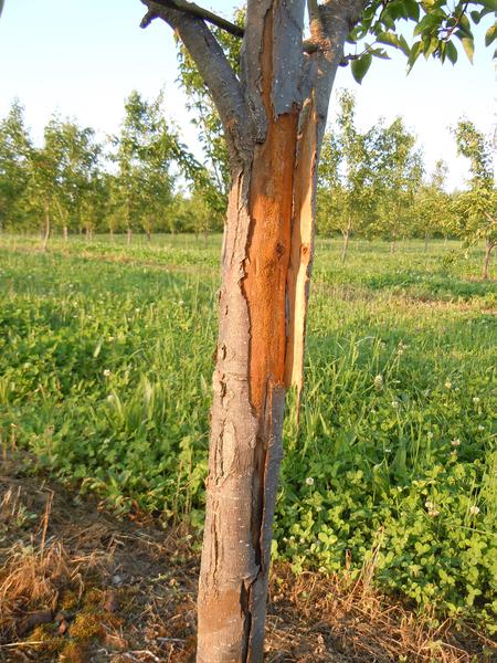 Winter Tree Trimming: Young Trees, Fruit Trees, Spring Flowering Trees