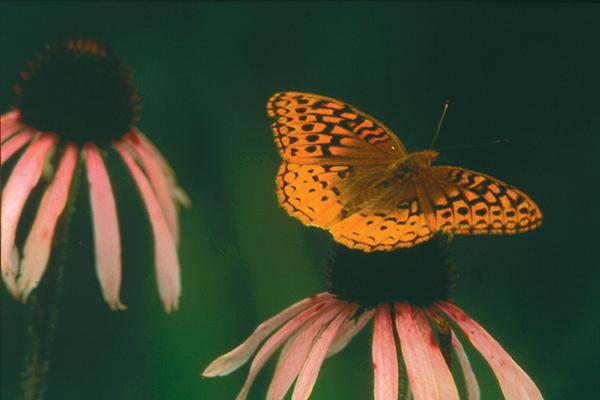 Butterflies Taste With Their Feet! - NWF