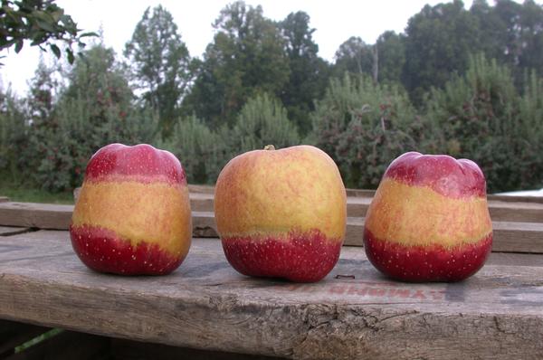 Fuji Apple Tree  Grow Organic Apples At Home - PlantingTree