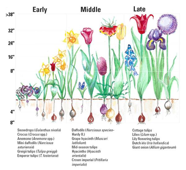 When to Plant Flowers: Perennial, Annual, and Bulb Planting Guide