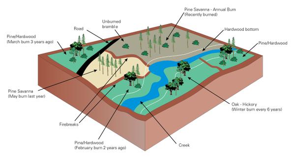 Using Fire to Improve Wildlife Habitat | NC State Extension Publications