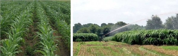 (l) Rows of sorghum plants growing in a field. (r) Sorghum fertigated with swine effluent.