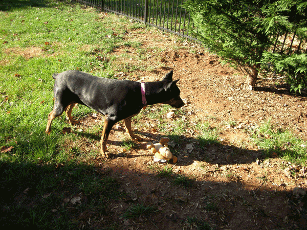 Dog with toy on bare dirt at the edge of a fenced lawn