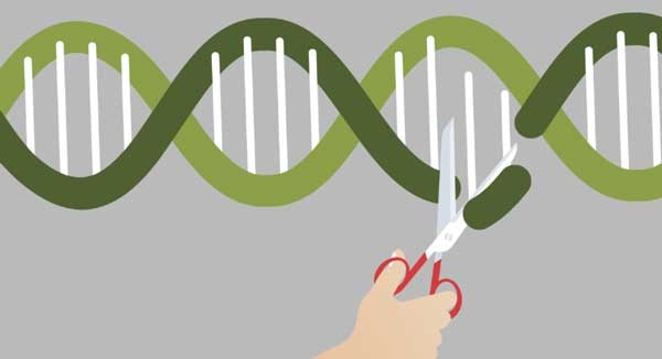 CRISPR technology illustrated by using scissors to cut a section of DNA.