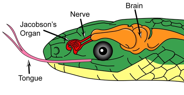 Illustration showing location of tongue, Jacobson's organ, nerve, and brain.