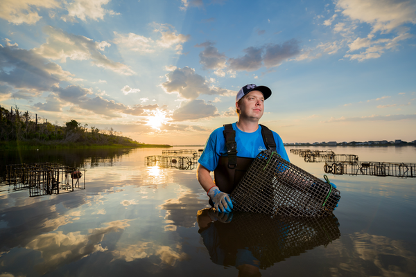 Oyster farmer in water,  wearing gloves and overalls, and carrying basket for harvesting oysters.