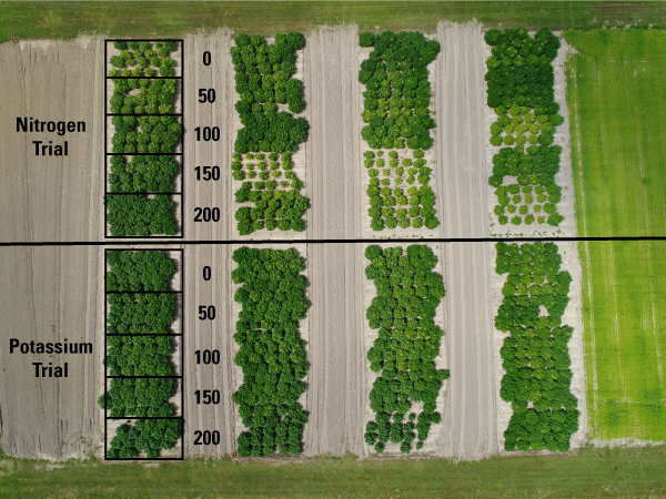 Thumbnail image for Establishing Nitrogen and Potassium Fertilizer Rates for Floral Hemp Production