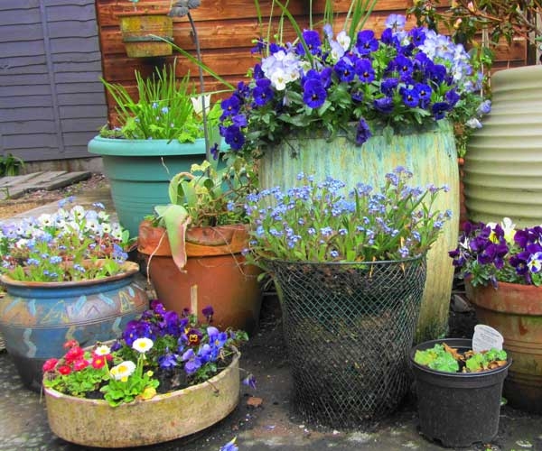 A corner of a patio with an assortment of multicolored pots made of ceramic, plastic, and metal materials. Planted in purple pansies and other flowers.