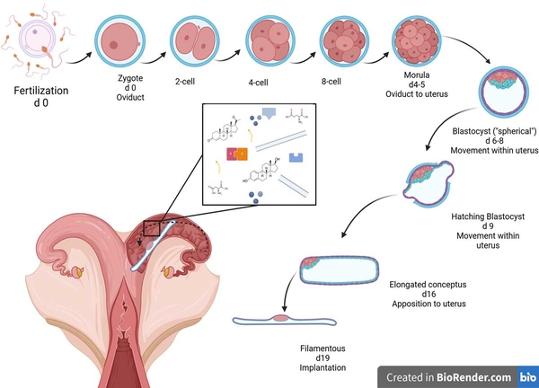 Thumbnail image for Feeding Rumen-Inert Unsaturated Fatty Acids Plus Rumen-Protected Choline to Pregnant Multiparous Beef Cows Alters the Uterine Environment