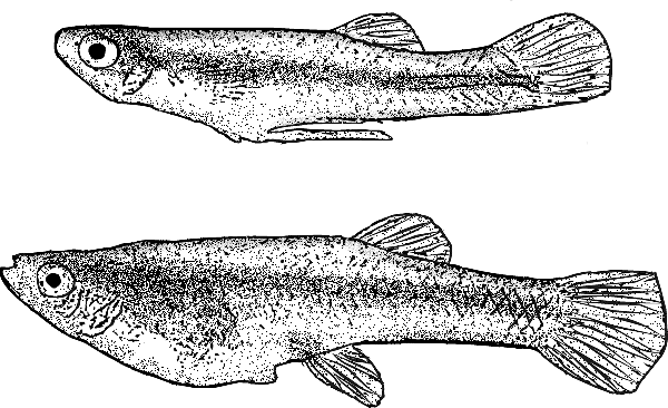 Illustrations of male and female mosquoitofish