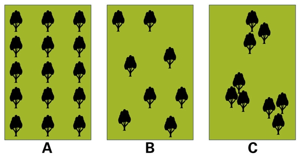 Three green boxes with trees interspersed provide examples of silvopasture arrangements. (A) Alley-cropping with trees in straight lines. (B, C) Trees randomly distributed.