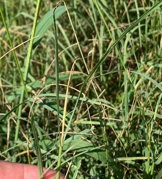 Close-up of green bermudagrass plants showing yellowed top growth.