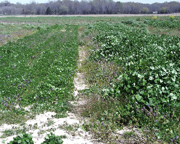 Patches of clover of varying maturity in sandy field.
