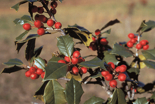 Shrub with shiny, dark green leaves and red berry clusters.
