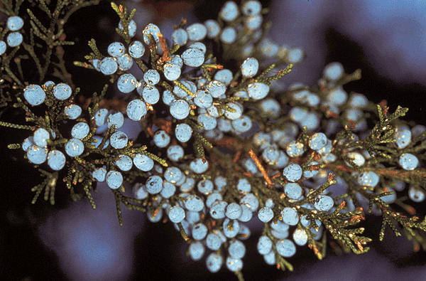 Tree branch with scale-like foliage and light blue-gray berries.