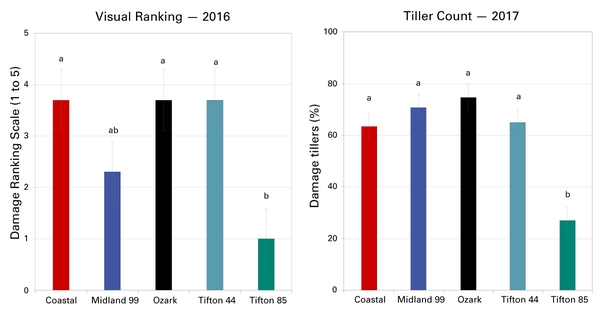 Two bar graphs of visual ranking (2016), at left, and tiller count (2017), at right. Tifton 85 showed the least damage compared to Coastal, Midland 99, Ozark, and Tifton 44.