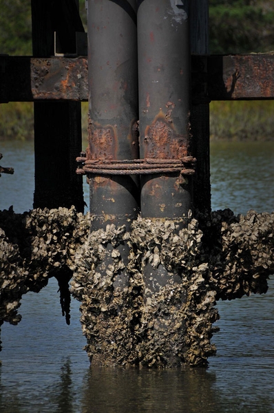 Metal bridge pilings standing in water are almost completely encrusted with bivalves, barnacles, and algae up to the typical water line.