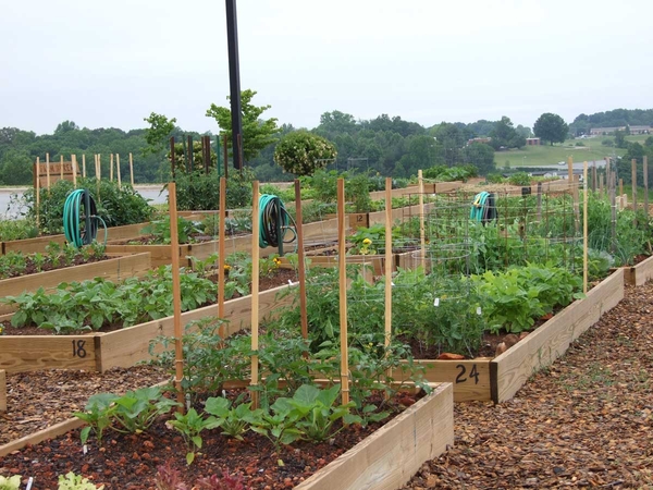 Raised bed planters in a garden surrounded by well-mulched, spacious pathways.