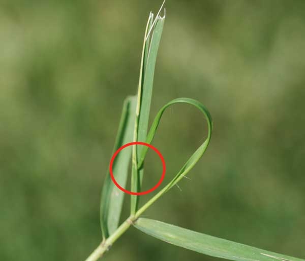 Tip of leaf blade rolled into a loop with red circle drawn around area where mites are hidden.