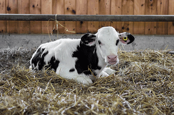 Calf lying down with droopy ears