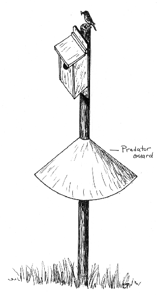 Cone-shaped predator guard situated below a nest box on a pole.