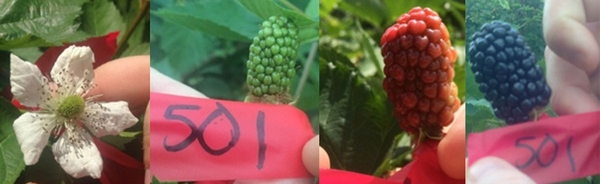 Fruit development from flowering to ripe fruit.