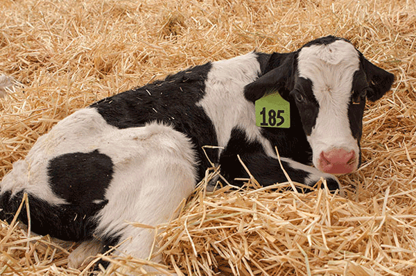 Calf lying down with head down and drooping ears.