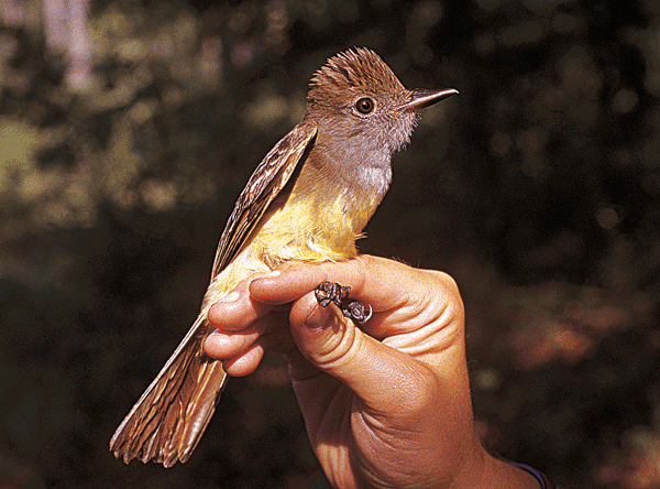 Crested flycatcher with yellow body and brown wings and crest.
