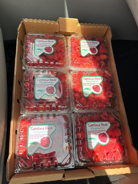 Raspberries packaged in plastic clamshells.