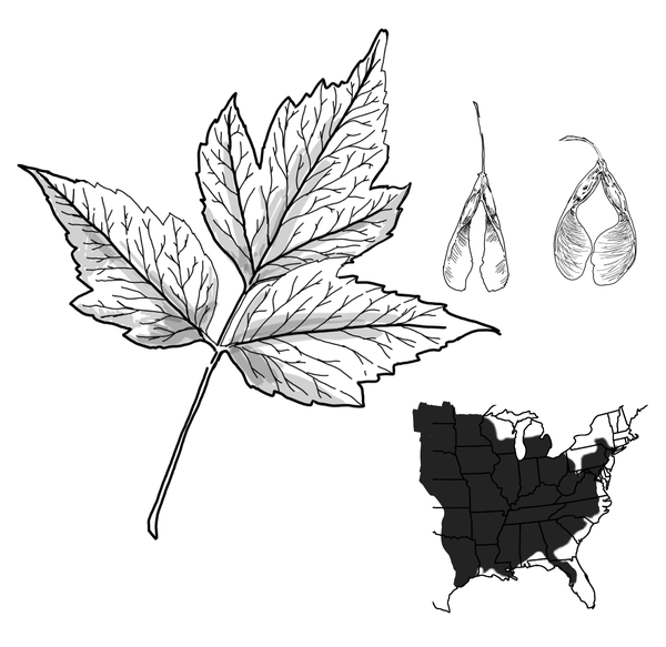 The three-leaflet pattern of the boxelder tree’s leaves, the V-shaped samaras, and a map of the US showing how the tree grows from the eastern US to west of the Mississippi river.