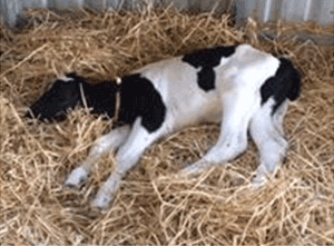 Calf lying on its side with legs stretched out, head and ears down.