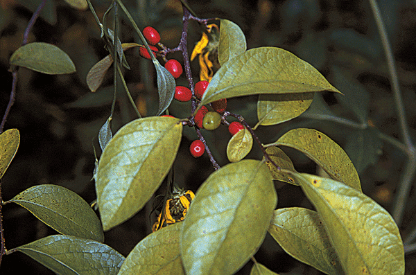 Shrub with green leaves and red berries.