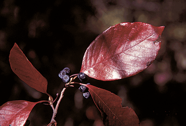 Shrub with reddish leaves and small, black berries.