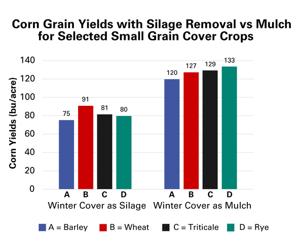 Mulch increased corn yields (barley, wheat, triticale, and rye)