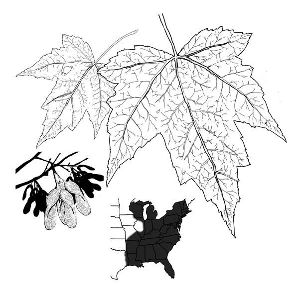 The leaf of the red maple, the double V-shaped samaras, and a map of the US with growth patterns