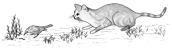 A domestic cat hunting a bird pursuing on a worm.