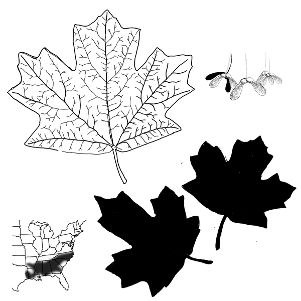 The Florida maple's leaf structure and winged double samaras, and a map that shows this tree growing throughout the southern US.