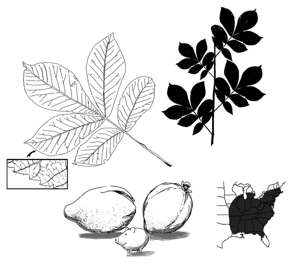 The leaf structure of the pignut hickory, the egg-shaped fruit that resemble a pig, and a map of the growth pattern