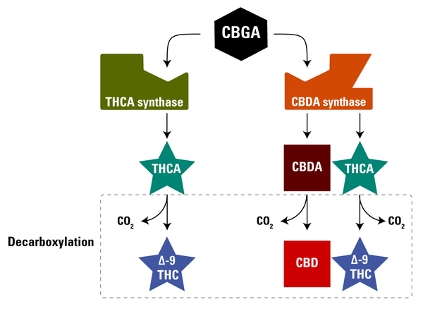Flowchart showing CBGA pathways to producing ∆-9 THC and CBD.