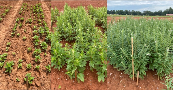 Thumbnail image for Evaluation of Variety, Row Spacing, and Nitrogen Fertilizer Rates on Sesame Yields in North Carolina