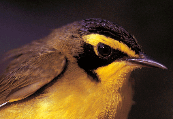 Yellow and brown bird with black facial markings.