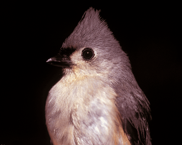 Gray bird with white chest, black beak, and pointy tuft on head.