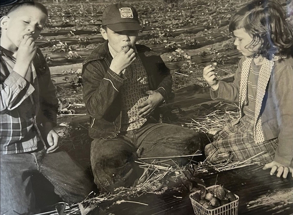 Vintage black and white photo of three children sitting in a plasticulture strawberry field and eating strawberries they've harvested.