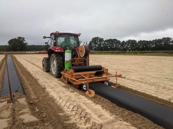 A tractor in a field pulling a piece of equipment that is placing black plastic mulch over beds that are already prepared.